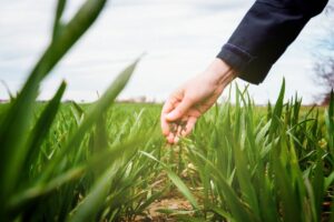 ismea, agricoltura, nadia coratti